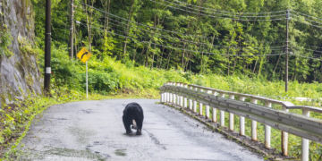 An Unusually Clever Bear Is Currently Winning a Battle Against Humans in Japan