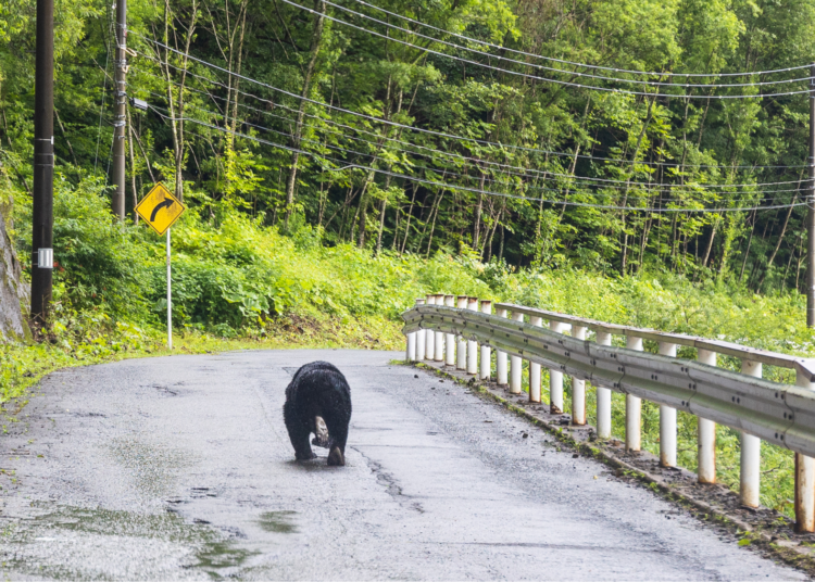 An Unusually Clever Bear Is Currently Winning a Battle Against Humans in Japan