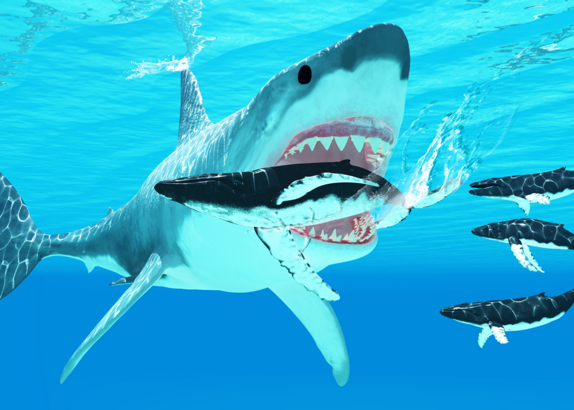 A Megalodon Fossil Lost for Nearly 30 Years Just Confirmed the Ancient Shark’s Terrifying Size