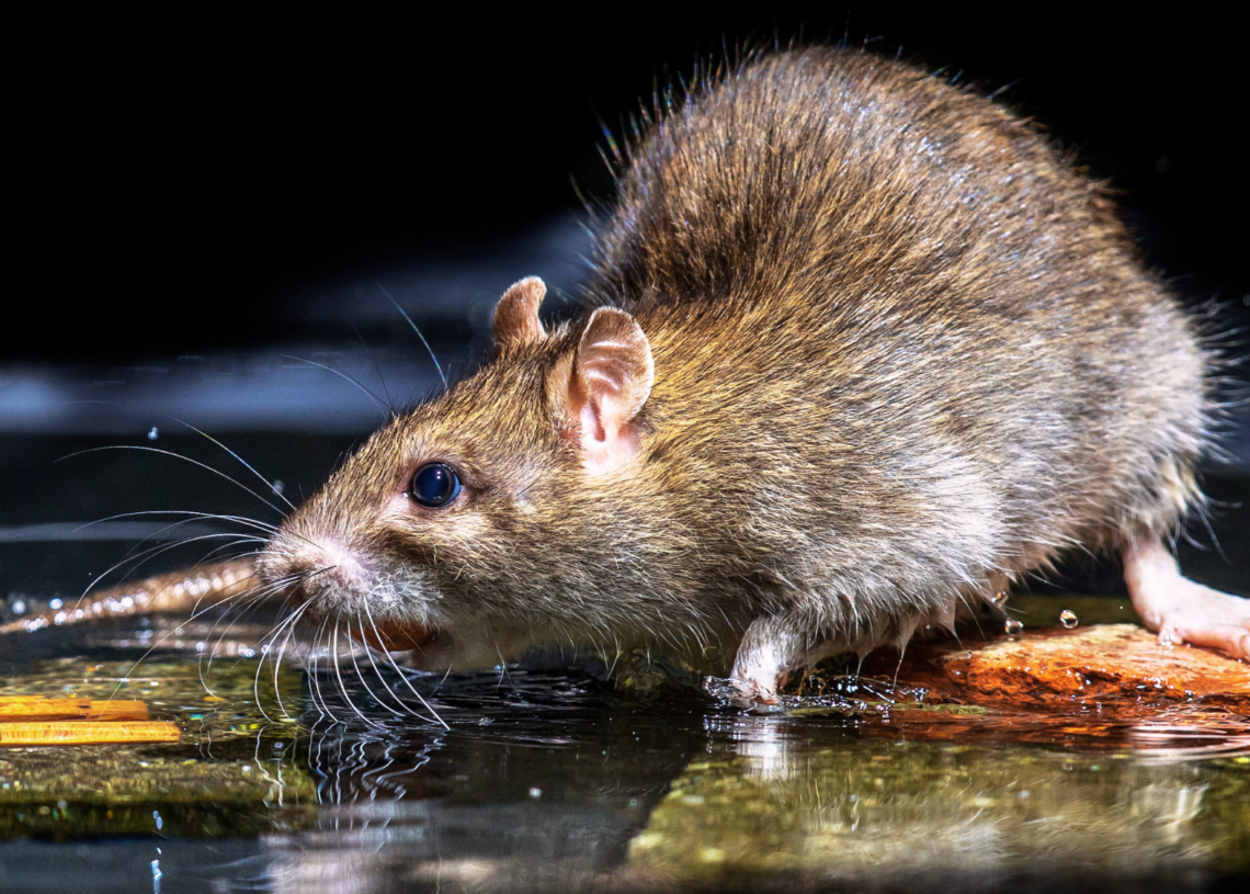 This Australian Boutique Is Selling Lingerie With Real Taxidermied Rats Sewn on the Crotch