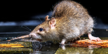 This Australian Boutique Is Selling Lingerie With Real Taxidermied Rats Sewn on the Crotch