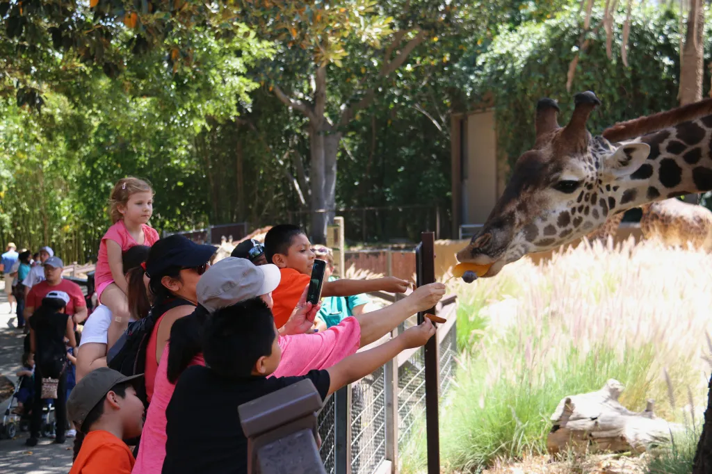 People feeding a giraffe at a zoo.