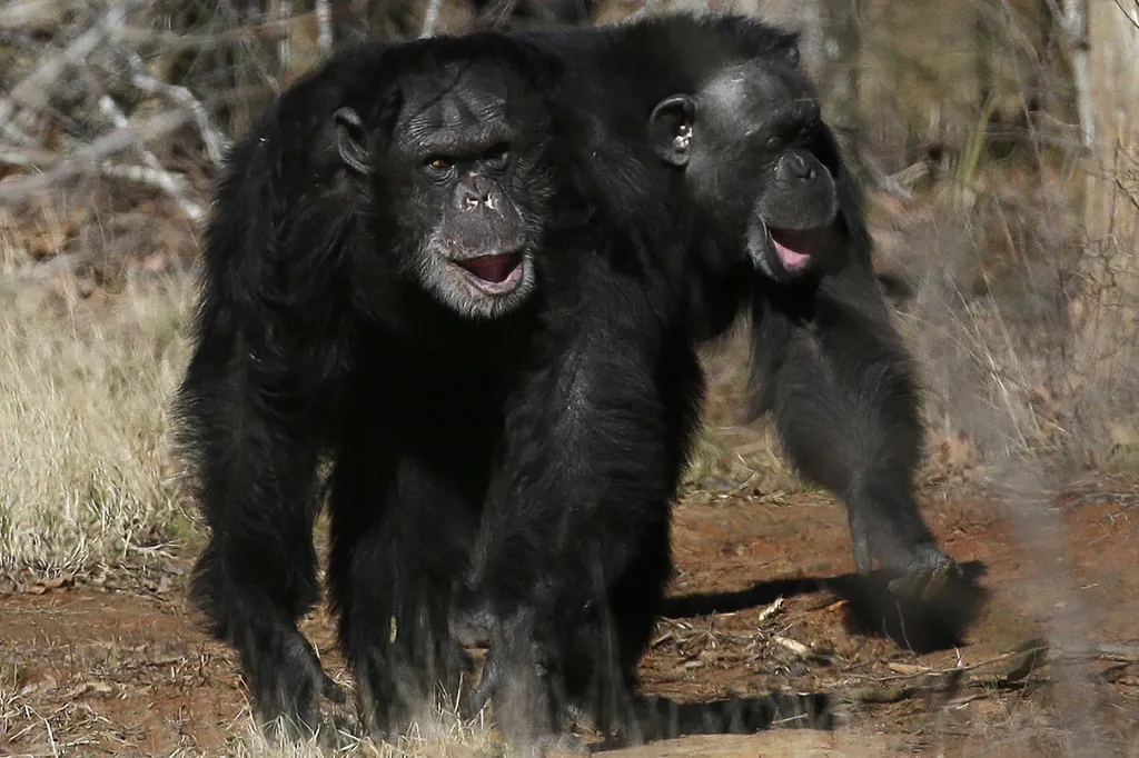 Two chimpanzees walking.
