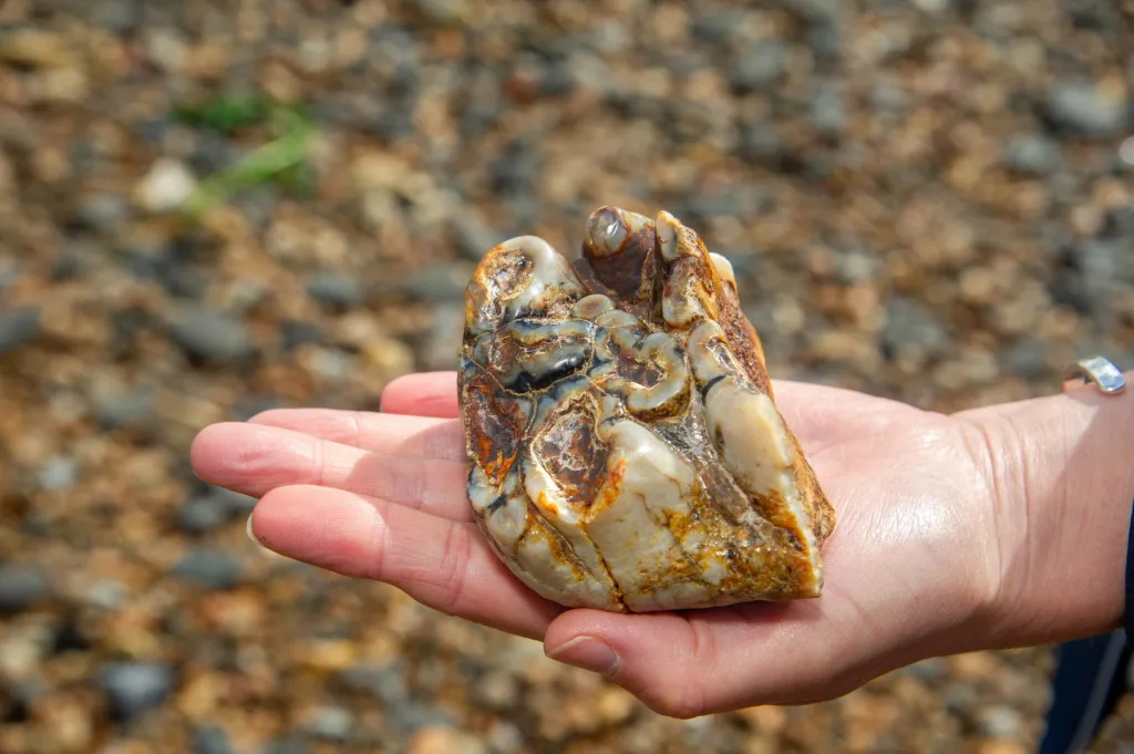 A hand holding a fossilized Anancus Avernensis tooth.