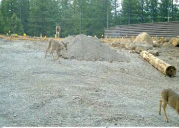 Mule deer become first animals to use California’s first wildlife crossing