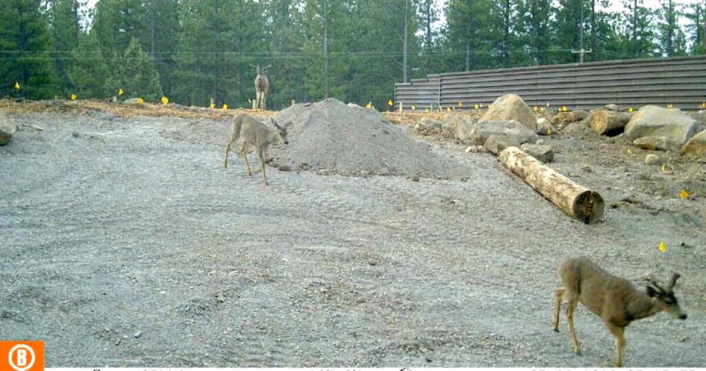Mule deer become first animals to use California’s first wildlife crossing