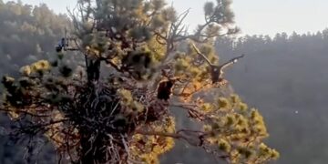 Big Bear eaglet Sandy takes first flight after an accidental ‘fludge’ from the nest
