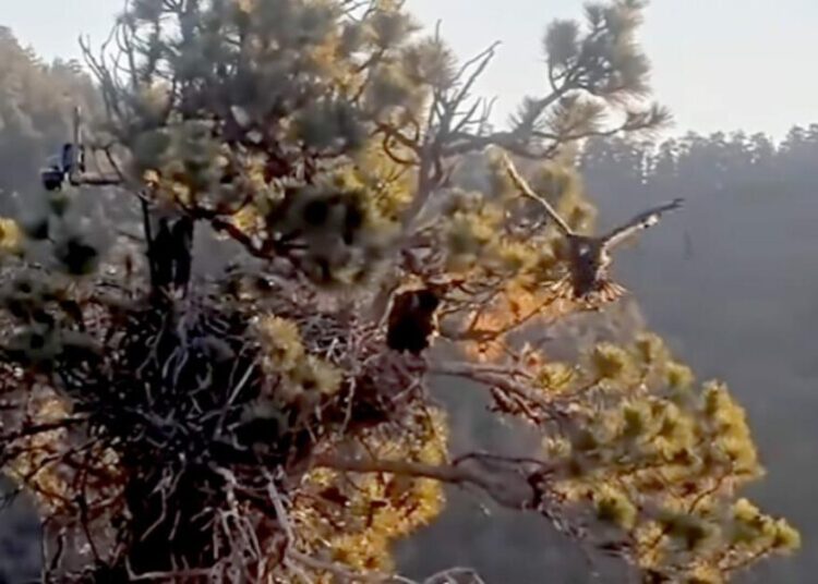 Big Bear eaglet Sandy takes first flight after an accidental ‘fludge’ from the nest