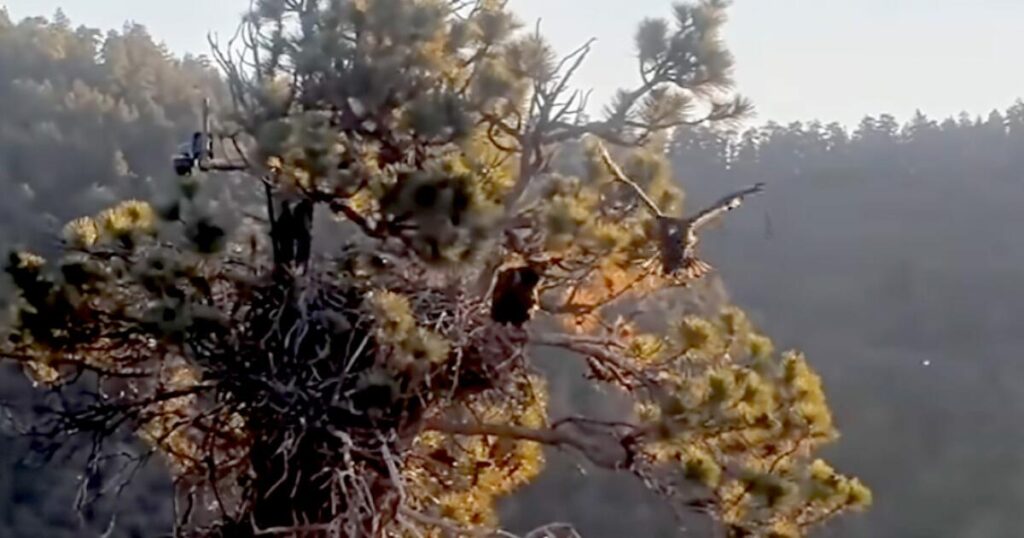 Big Bear eaglet Sandy takes first flight after an accidental ‘fludge’ from the nest