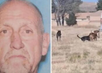 Dog owner arrested after girl attacked, boy drowns in lake to escape his pets, police say
