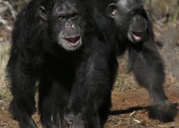 Researchers tickle gorillas, other apes and find out they giggle