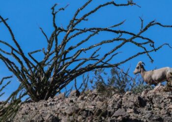 Endangered sheep dies after getting entangled in razor wire at the border, biologist says