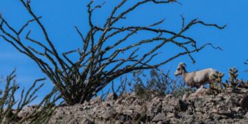 Endangered sheep dies after getting entangled in razor wire at the border, biologist says