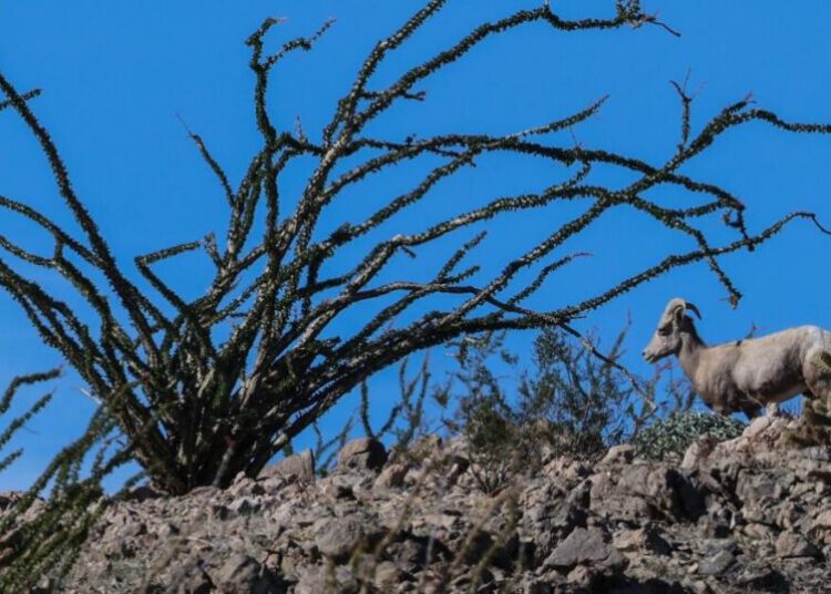 Endangered sheep dies after getting entangled in razor wire at the border, biologist says
