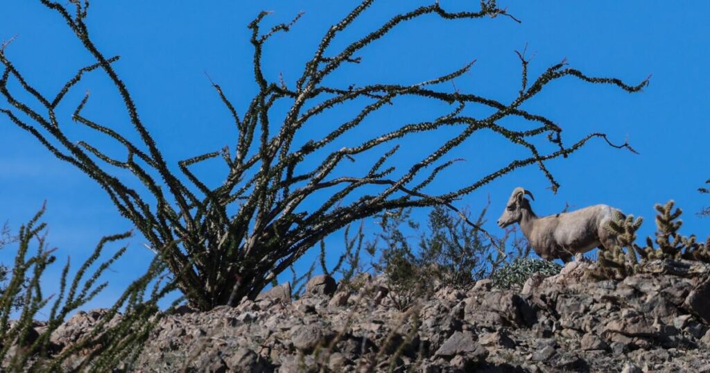 Endangered sheep dies after getting entangled in razor wire at the border, biologist says