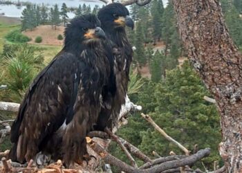 Timing of July 4th fireworks couldn’t be worse for Big Bear eaglets, advocates say