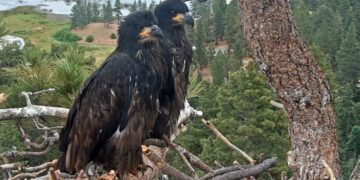 Timing of July 4th fireworks couldn’t be worse for Big Bear eaglets, advocates say