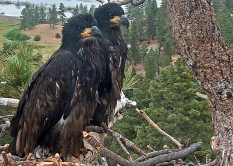 Timing of July 4th fireworks couldn’t be worse for Big Bear eaglets, advocates say