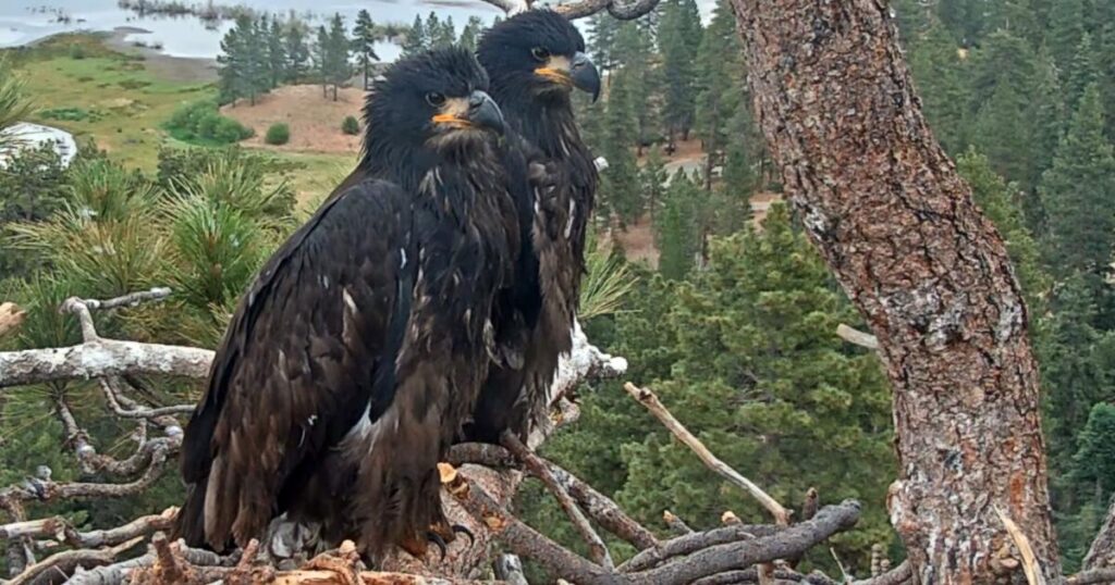 Timing of July 4th fireworks couldn’t be worse for Big Bear eaglets, advocates say