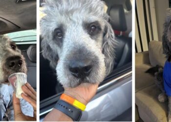 ‘We were so happy’:  LAPD kills family dog in SoCal after Knicks win championship