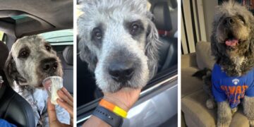 ‘We were so happy’:  LAPD kills family dog in SoCal after Knicks win championship