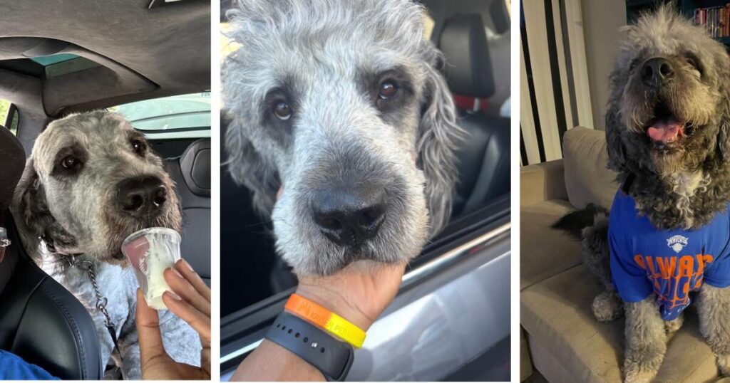 ‘We were so happy’:  LAPD kills family dog in SoCal after Knicks win championship
