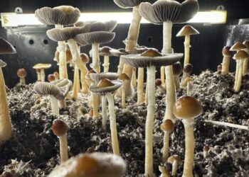 SoCal man dosed his kids with hallucinogenic mushrooms every day