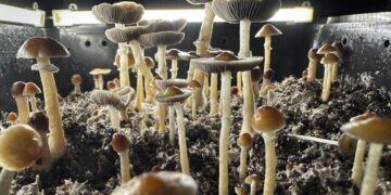 SoCal man dosed his kids with hallucinogenic mushrooms every day