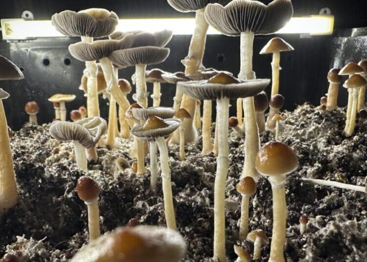SoCal man dosed his kids with hallucinogenic mushrooms every day