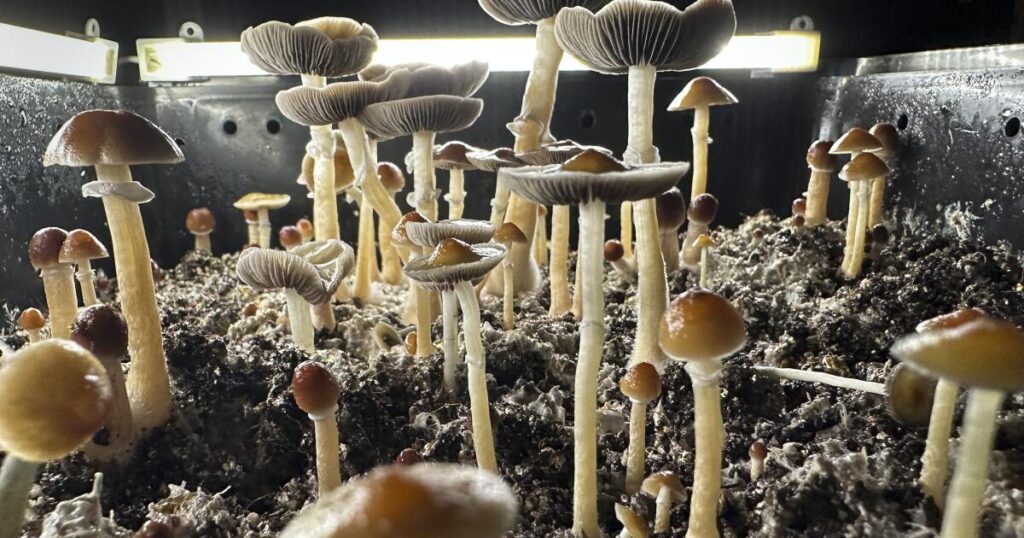 SoCal man dosed his kids with hallucinogenic mushrooms every day