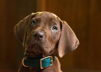 ‘Scooby-Doo: Origins’ reveals its mystery-solving pup, and he’s a very good boy