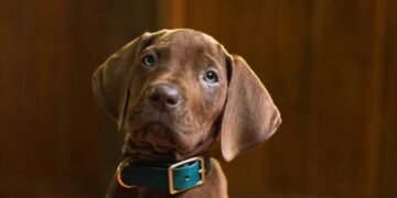 ‘Scooby-Doo: Origins’ reveals its mystery-solving pup, and he’s a very good boy