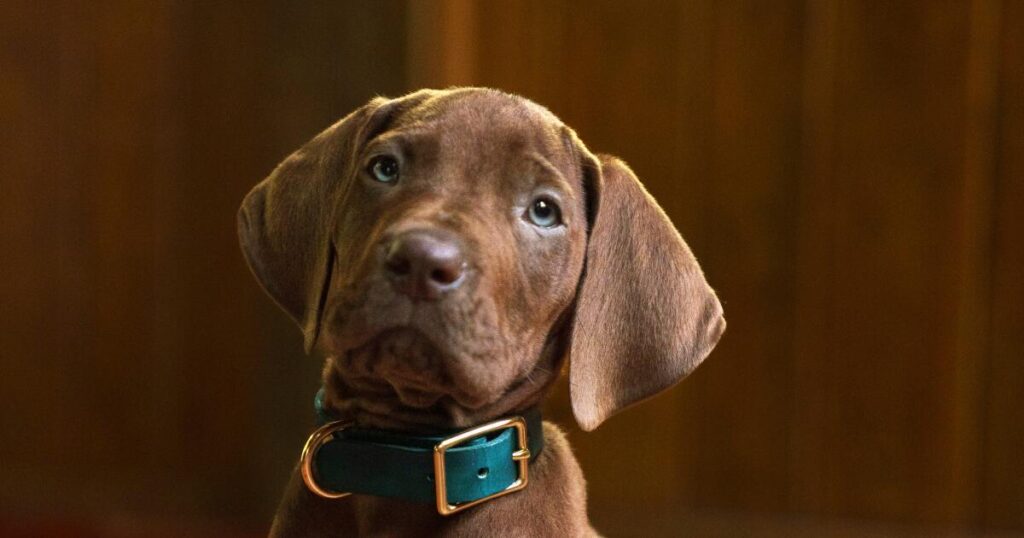 ‘Scooby-Doo: Origins’ reveals its mystery-solving pup, and he’s a very good boy