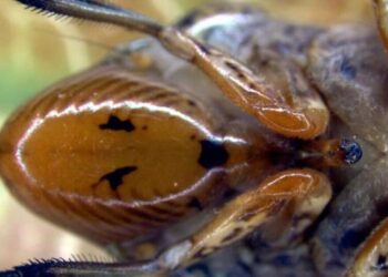 This creepy insect has been found on grapevines. What it could mean for California’s wine industry