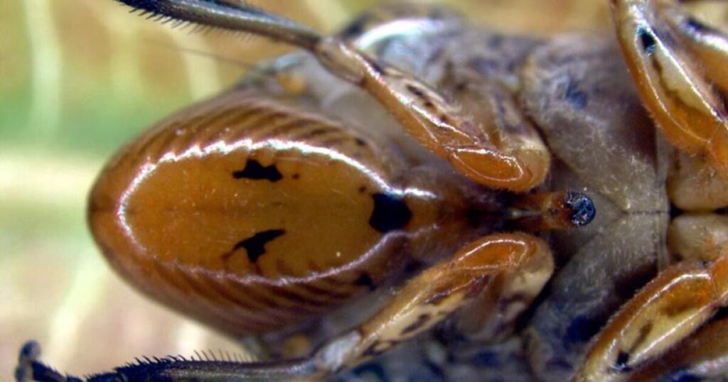 This creepy insect has been found on grapevines. What it could mean for California’s wine industry