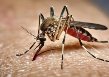 How Google’s 32-million mosquito project could change California’s battle against dengue