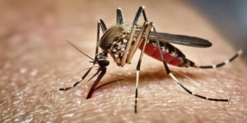 How Google’s 32-million mosquito project could change California’s battle against dengue