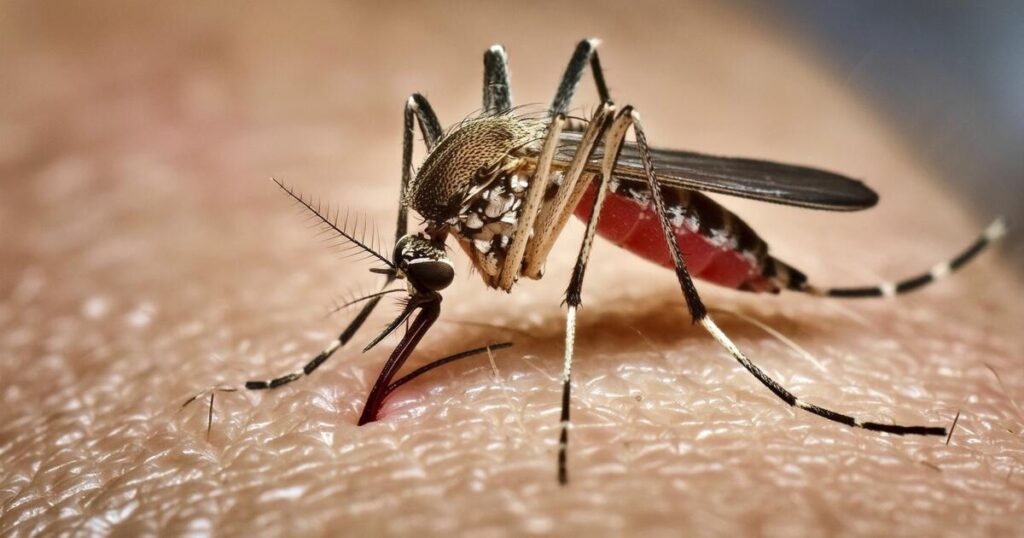 How Google’s 32-million mosquito project could change California’s battle against dengue
