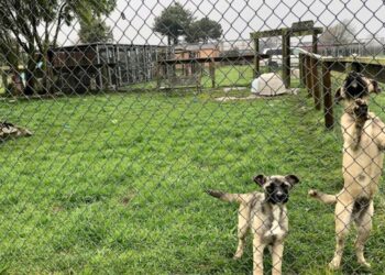 ‘Mass grave’ investigated at NorCal rescue; officials say hundreds of animals are unaccounted for