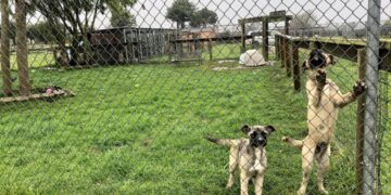 ‘Mass grave’ investigated at NorCal rescue; officials say hundreds of animals are unaccounted for