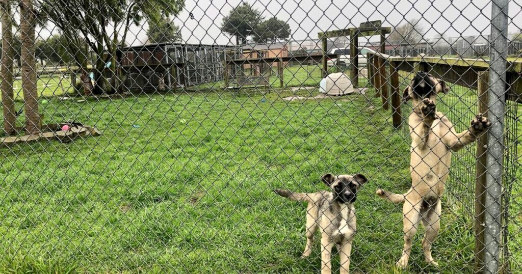 ‘Mass grave’ investigated at NorCal rescue; officials say hundreds of animals are unaccounted for