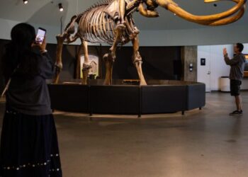 Farewell, my Smilodon: La Brea Tar Pits to close for two years