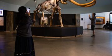 Farewell, my Smilodon: La Brea Tar Pits to close for two years