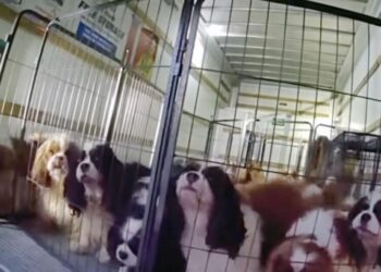 Watch police rescue dogs locked in U-Haul near Temecula