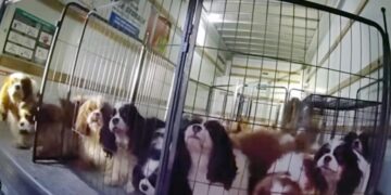 Watch police rescue dogs locked in U-Haul near Temecula