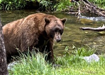 California couple use hatchet, water bottle to fight off bear attack in Mammoth Lakes
