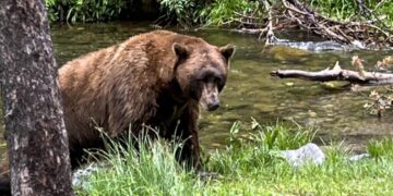 California couple use hatchet, water bottle to fight off bear attack in Mammoth Lakes