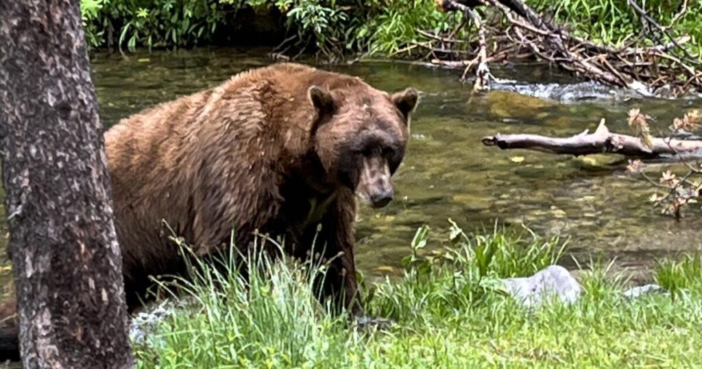 California couple use hatchet, water bottle to fight off bear attack in Mammoth Lakes