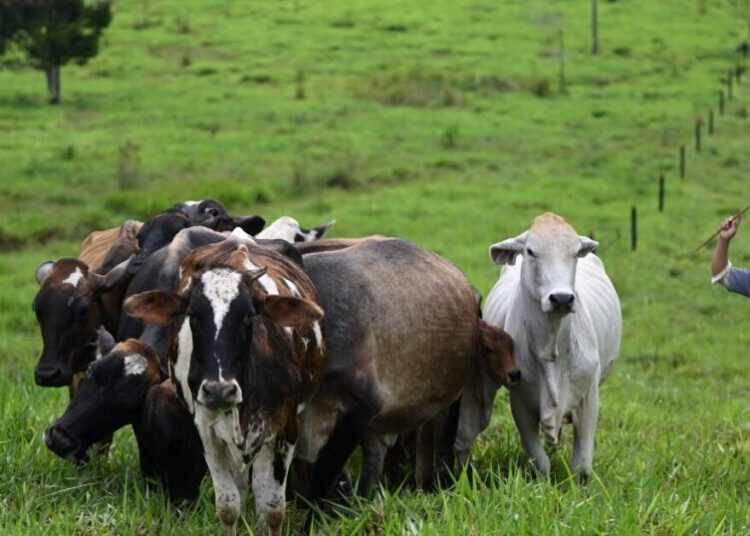 What Colombia’s crackdown on illegal cattle ranching means for deforestation and beef exports