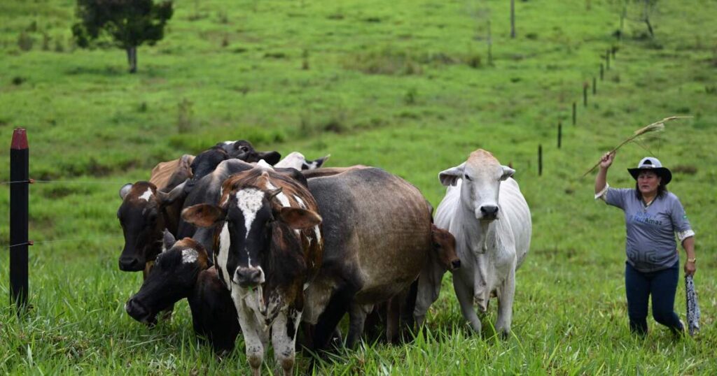 What Colombia’s crackdown on illegal cattle ranching means for deforestation and beef exports